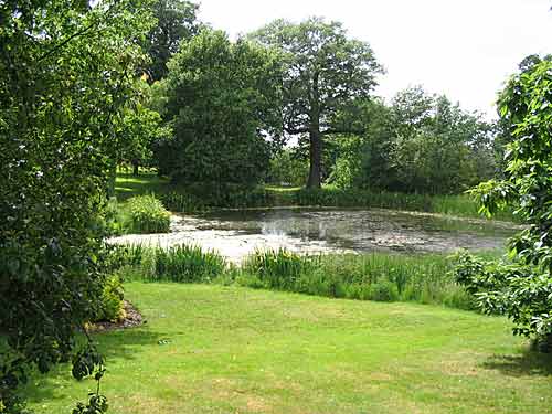 The Pond