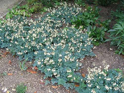 Ground cover