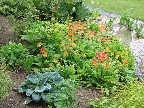 A Hosta & Primula - candelabra group